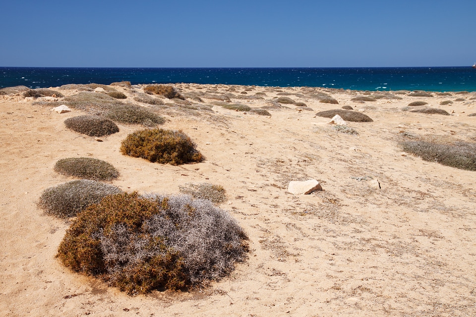Dry grass landscape