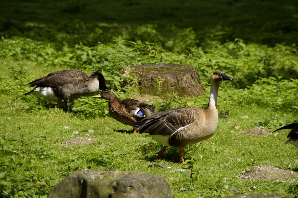 Bird meadow animal world