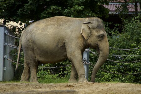 Pachyderm side zoo