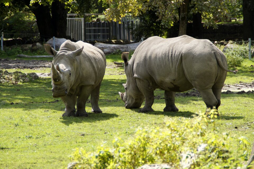 Pachyderm creature safari