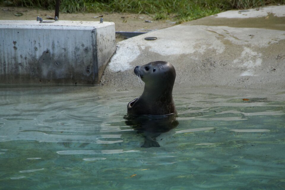 Zoo zoo animal mammal