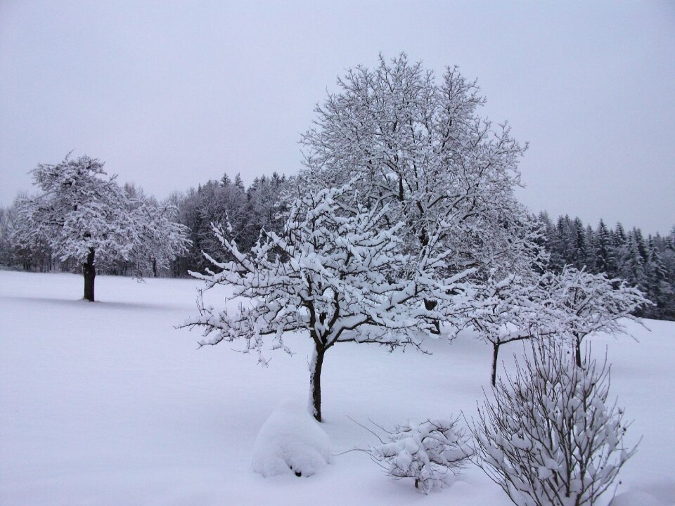 Winter forest wintry trees photo