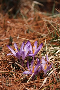 Purple spring summer