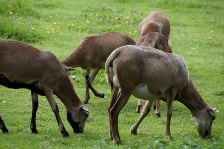 Meadow grass flock