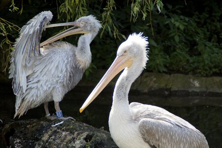Water bird water sit