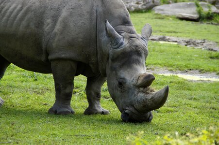Horns head pachyderm