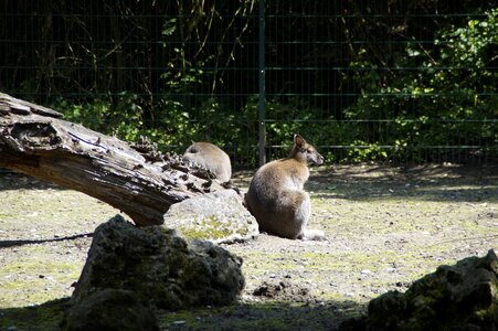 Zoo animal mammal animal