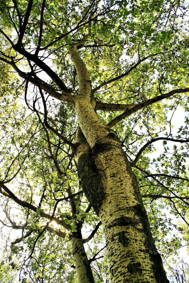 Branches leaves foliage