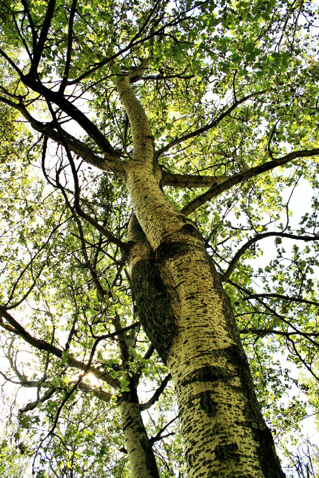 Branches leaves foliage photo