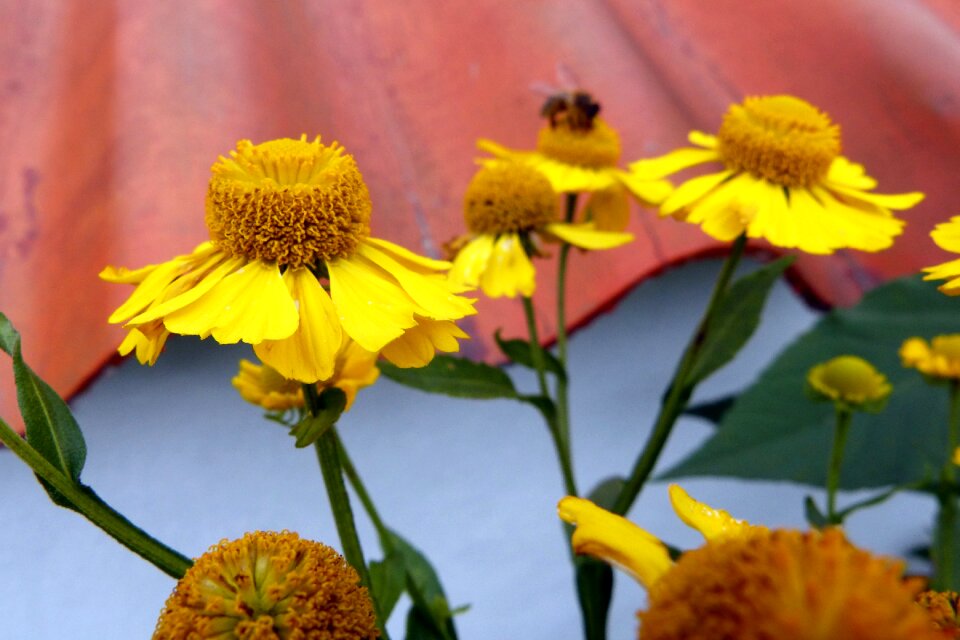 Plant yellow helenium photo