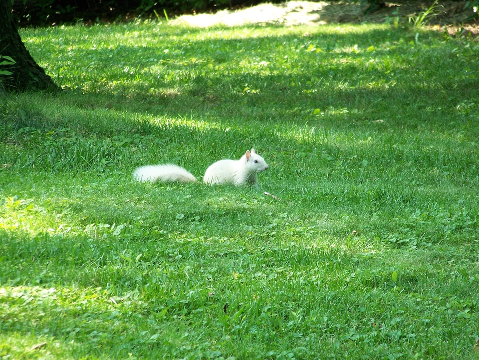 Wildlife rodent mammal