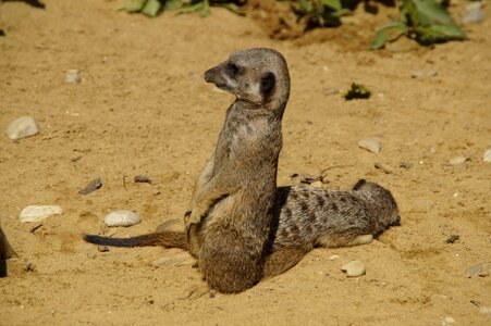 Sand zoo dry