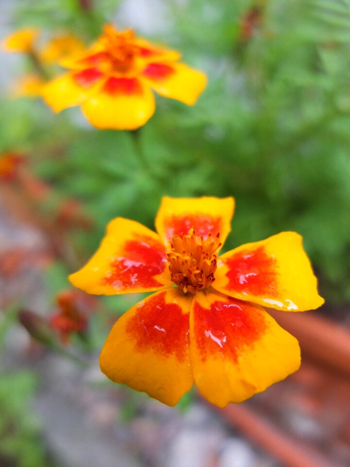 Colorful flower plant