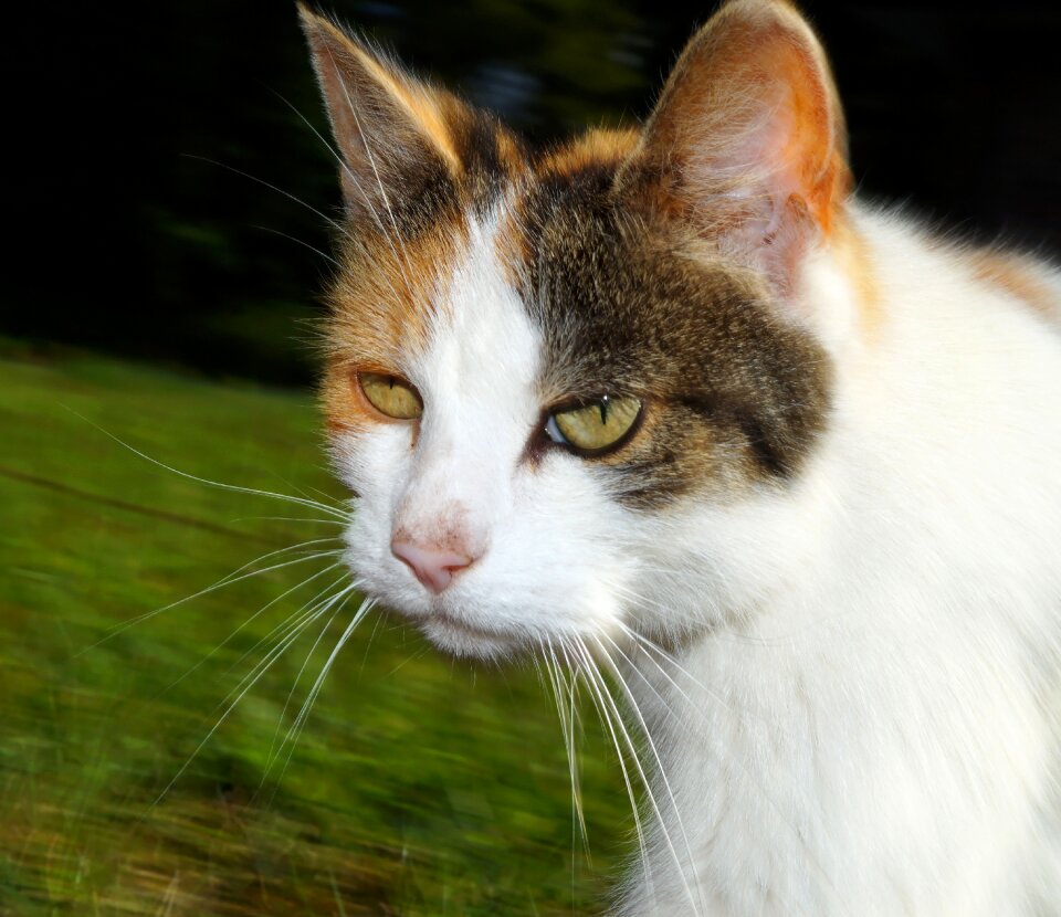Eyes cat face domestic cat