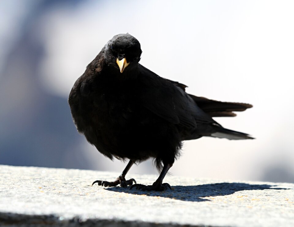 Chough bergdohle alpine