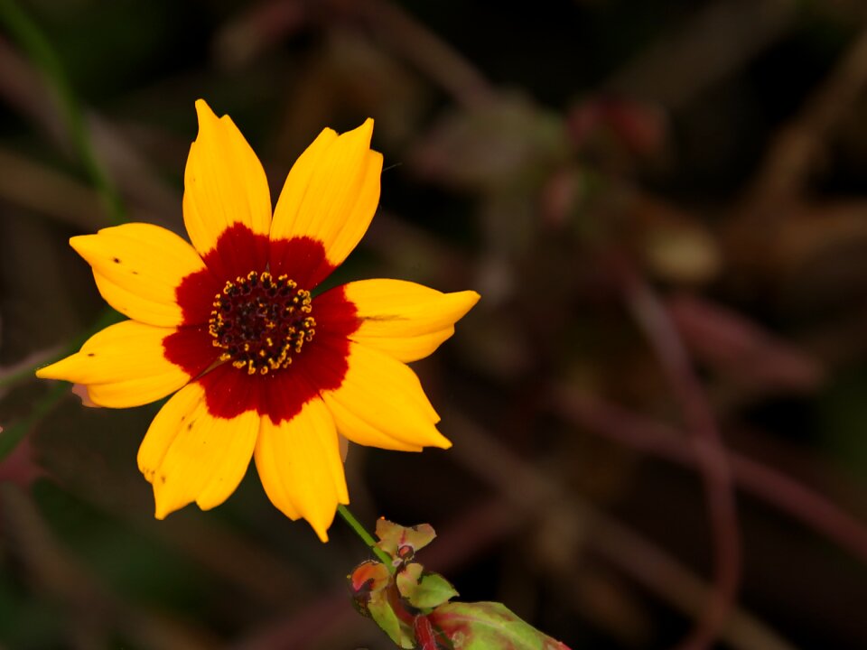 Plant flora botany