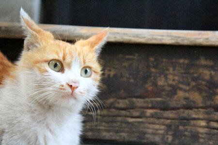 Kitty animal gaze