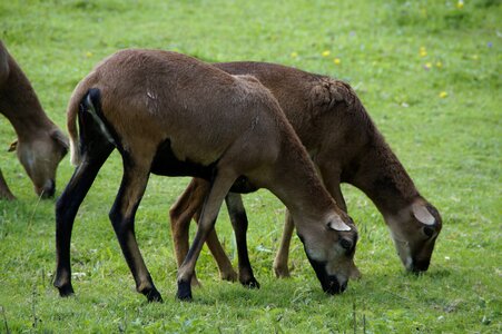 Meadow grass flock