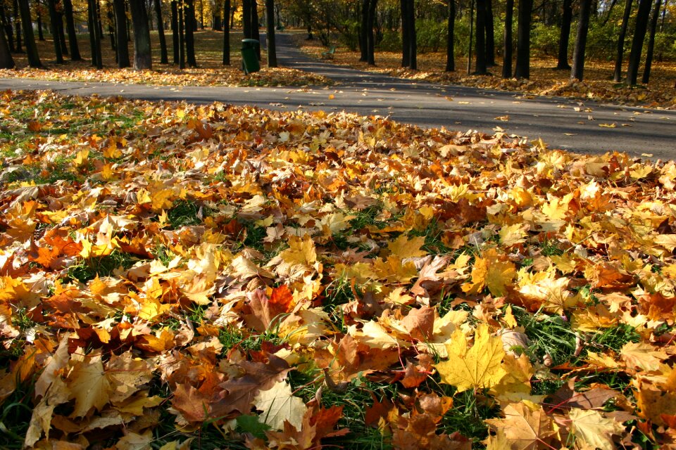 Tree foliage october