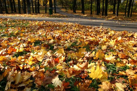 Tree foliage october