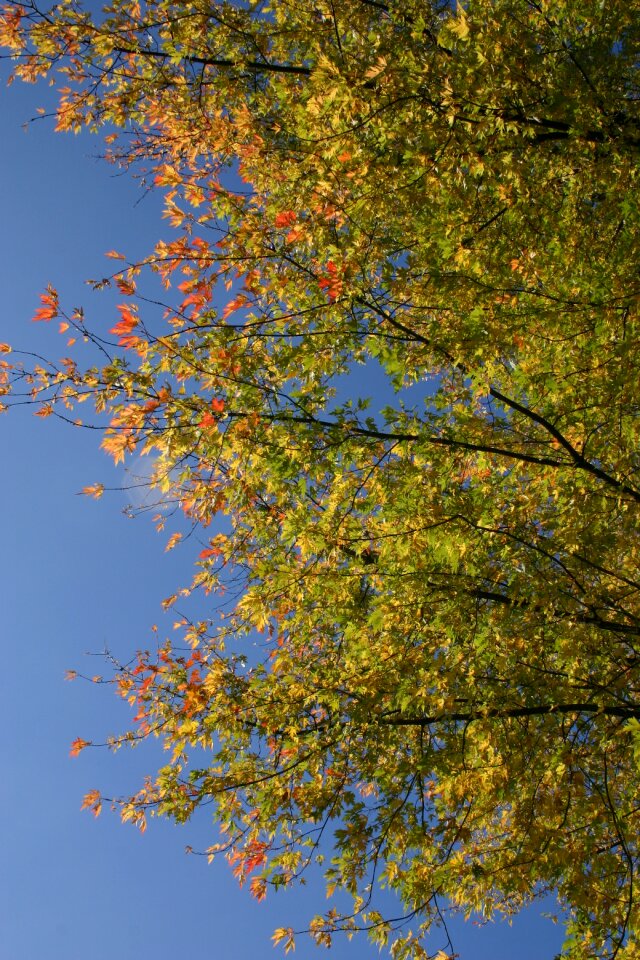 Tree foliage october photo