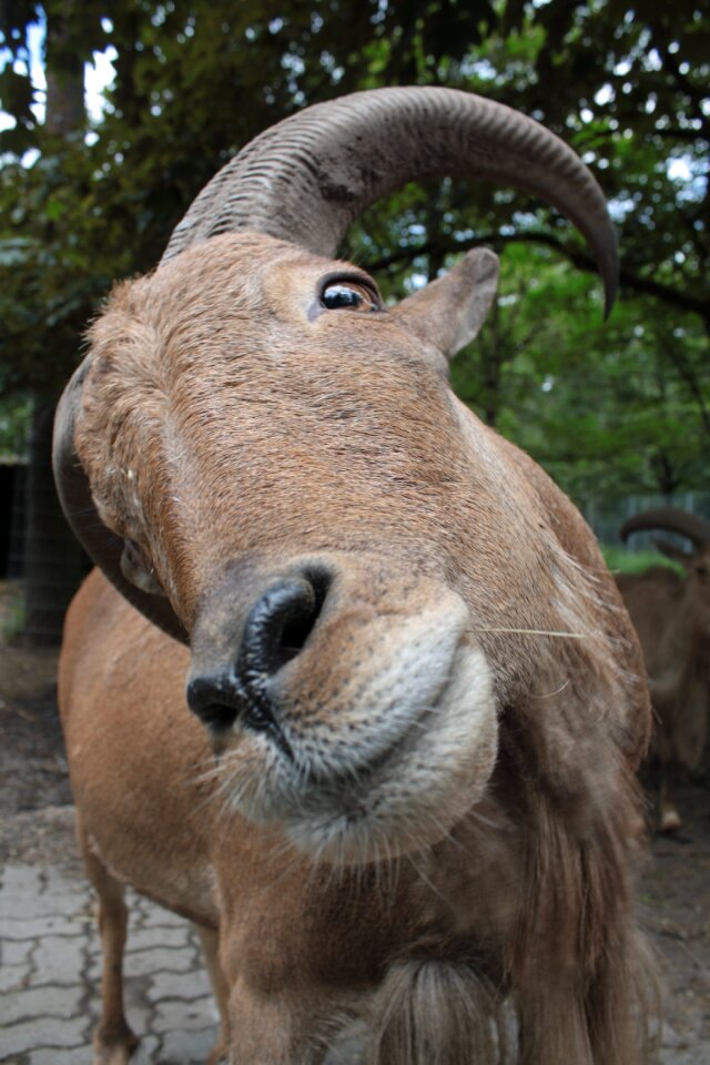 Goat animal world fur