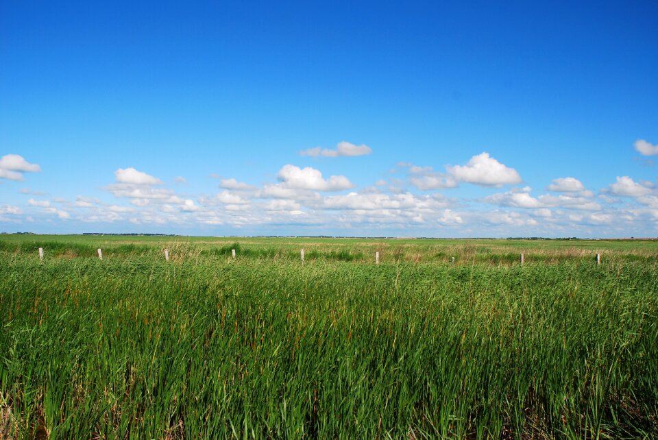 Sunny days open reed