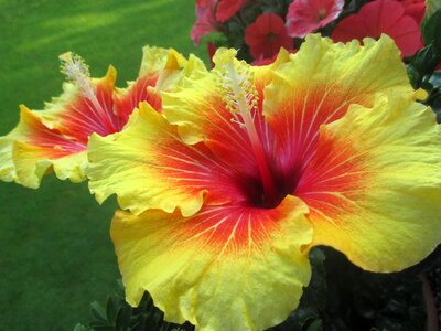 Bloom yellow red