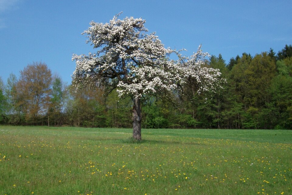 Bloom spring white