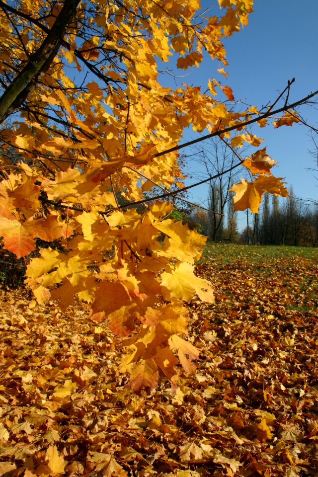 Tree foliage october