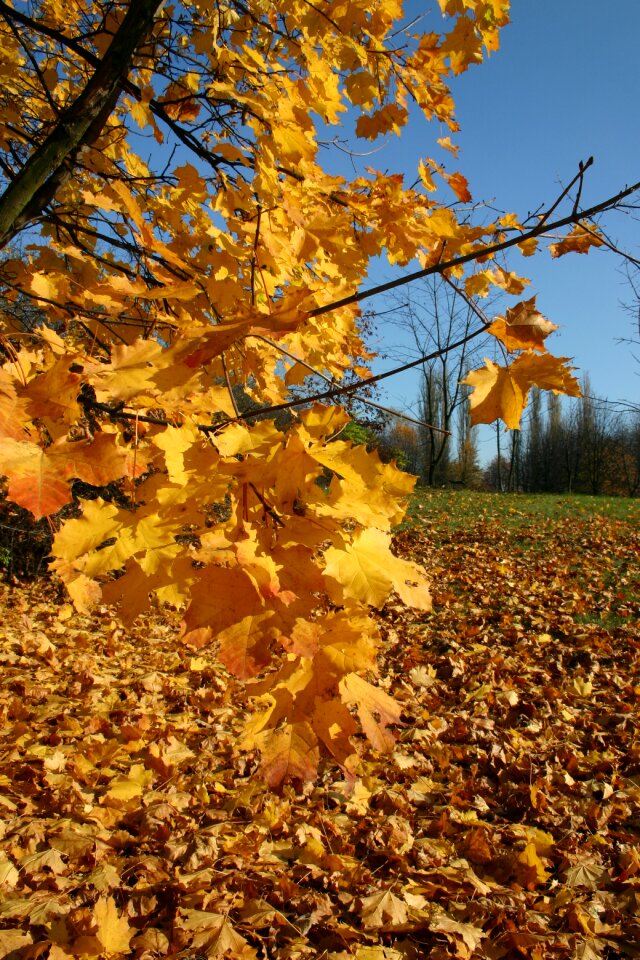 Tree foliage october photo