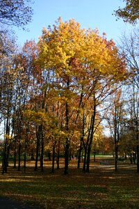 Tree foliage october