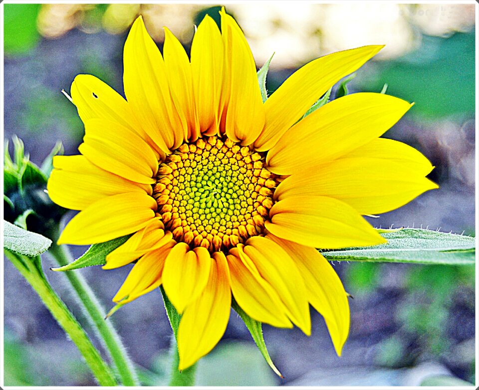 Sunflower flowers garden