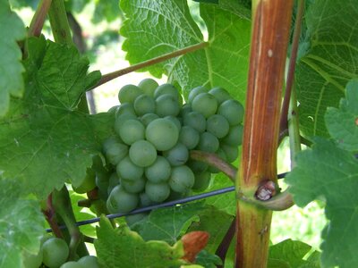 Grapes grapevine vines stock