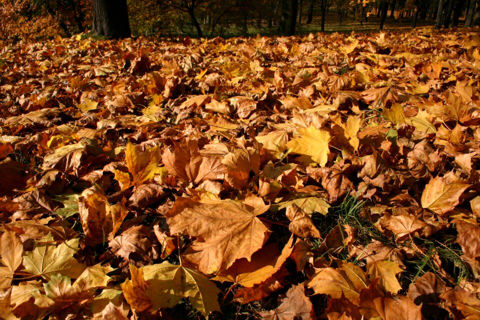 Tree foliage october