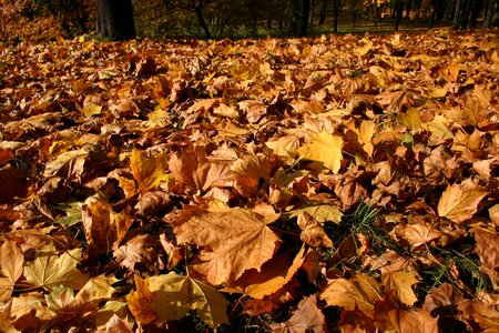 Tree foliage october
