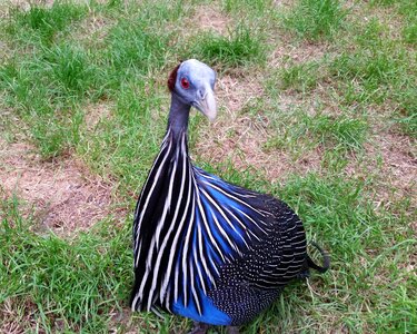 Species galliformes bird