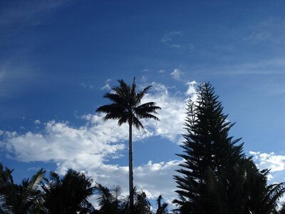 Tree sky clouds photo