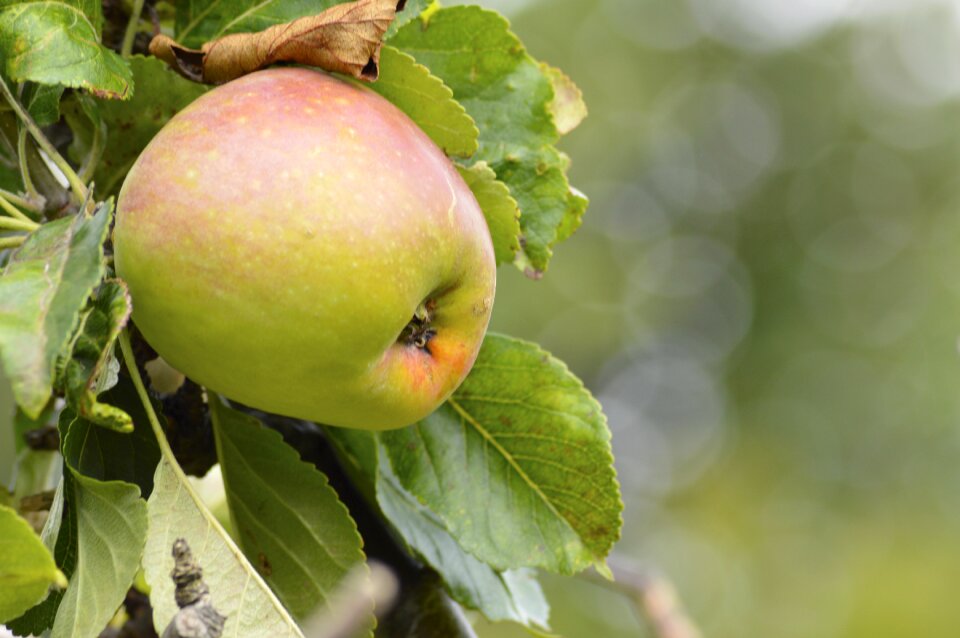 Garden tree juicy