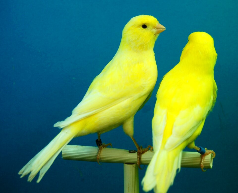 Canaries yellow aviary