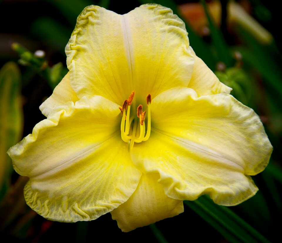 Cream yellow blooms