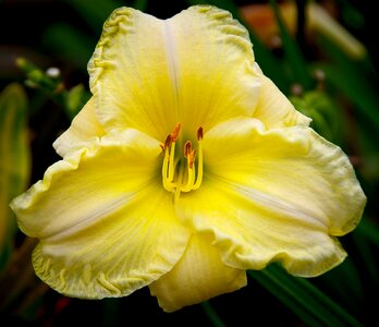 Cream yellow blooms