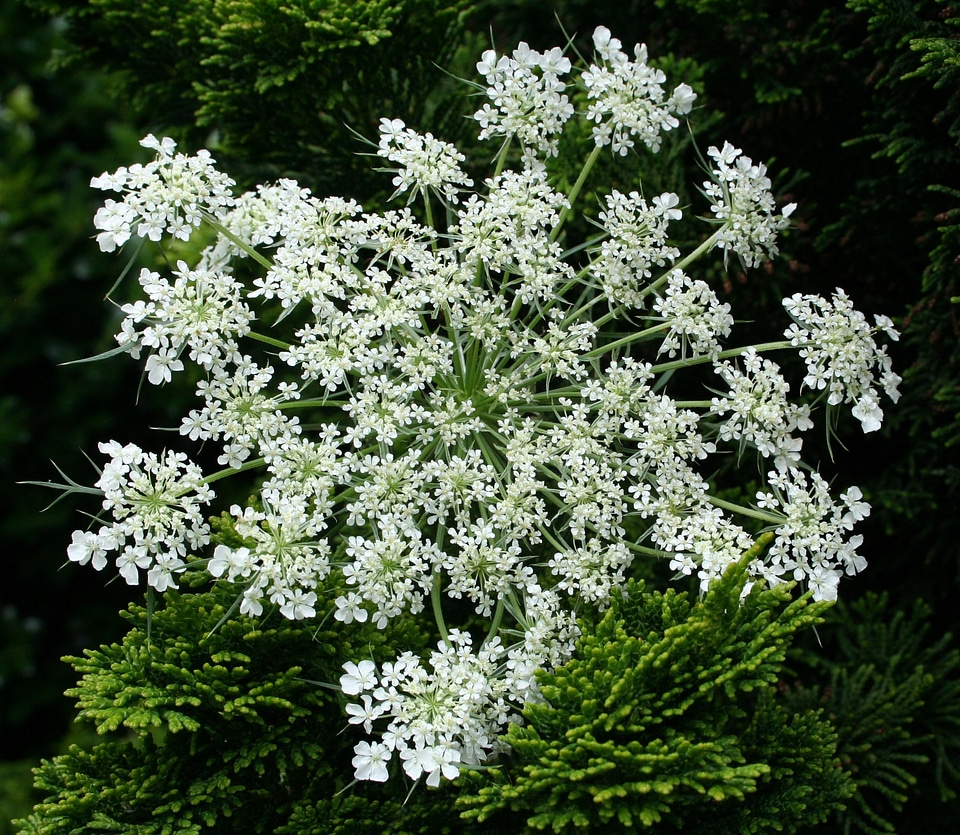 Natural blossom bloom