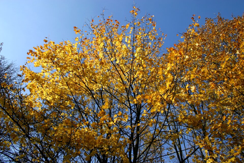 Tree foliage october