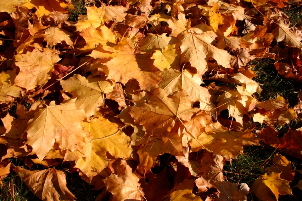 Tree foliage october