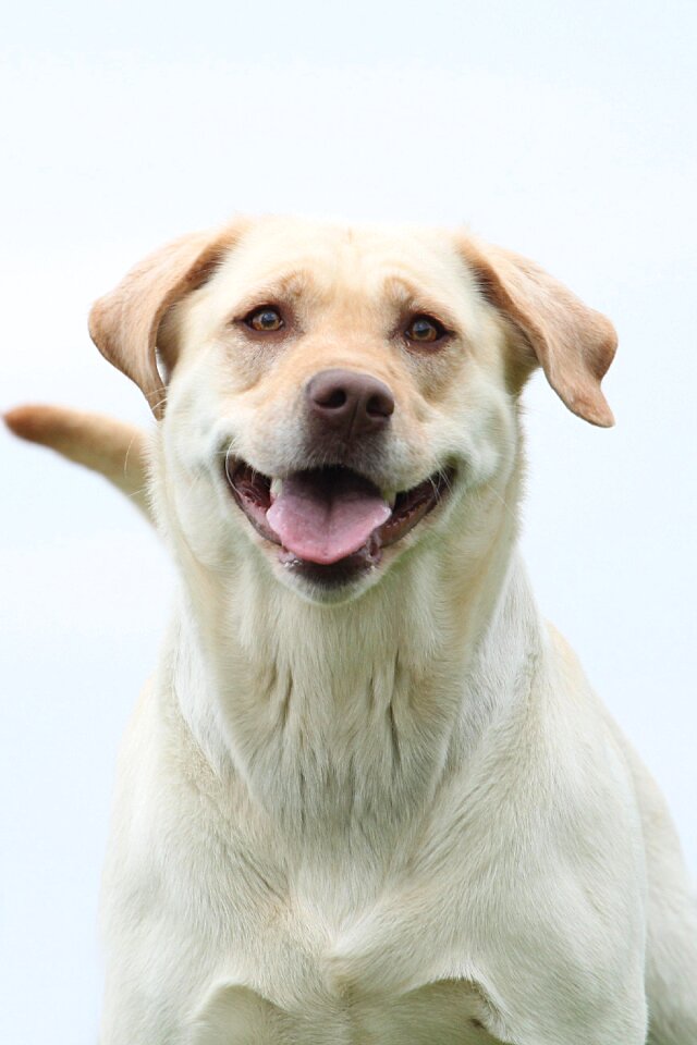 Animal cute snout