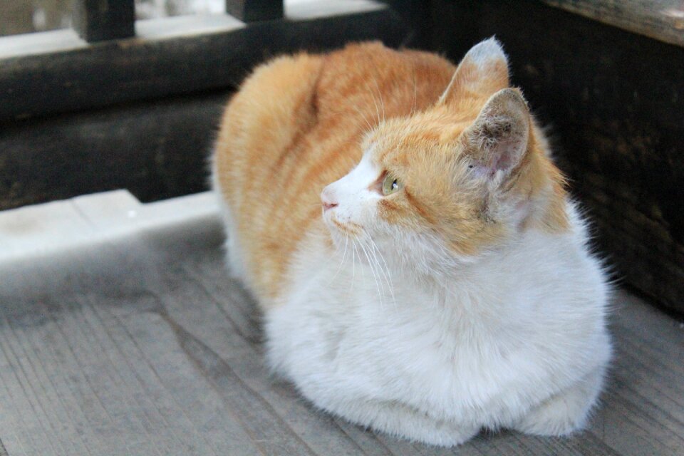 Kitty animal calm