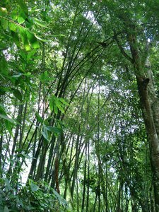 Trees nature ecology