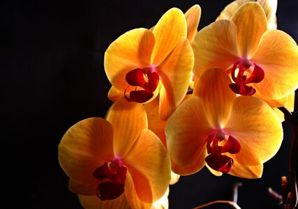 Yellow inflorescence flower