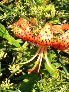 Orange cap lilly lily